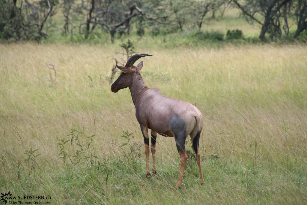 IMG 8094-Kenya, topi seen in Masai Mara